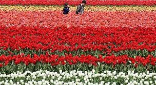 I am so proud to present you today th. Paling Bagus 26 Gambar Bunga Tulip Dengan Crayon Home Cara Mewarnai Gambar Bunga Mawar Dengan Crayon Cara Mewarnai Gambar Bung Bunga Tulip Gambar Bunga Bunga