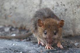 With careful inspections we can determine potential rodent harborages both inside and outside your home or business. Blog Why You Should Call The Professionals About Rodents In Your Irvine Home