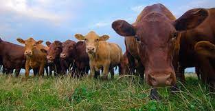 10 Reasons To Choose Organic Grass Fed Dairy Cheese Naturally Savvy