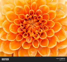 Seen growing the best in zones three through nine, sneezeweed is a plant that produces a flower that looks a lot like a smaller orange. Close Orange Colored Image Photo Free Trial Bigstock