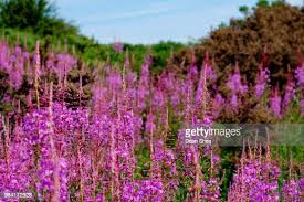 17 Shea Blossom Stock Photos, High-Res Pictures, and Images