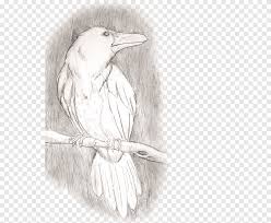 Selain itu burung jenis ini juga dikenal memiliki kualitas ngekek yang tidak kalah dengan jenis lainnya. Sketsa Burung