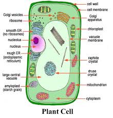 Difference between animal cell and plant cell in hindi. List Any Four Differences Between A Plant Cell And An Animal Cell Answer The Following