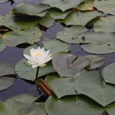 Image result for Nymphaea divaricata