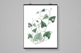 Image result for Convolvulus farinosus