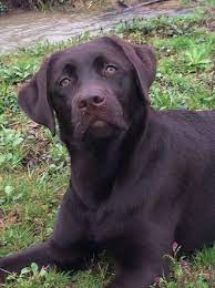 Thanks for visiting our website. Picture Labrador English Labrador Labrador Retriever