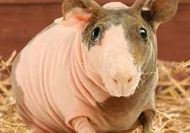 How much is a guinea pig? Skinny Pigs