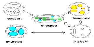 What Is The Function Of Leucoplasts? | Filo