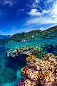 44 Surreal Scenes From Australia S Great Barrier Reef Places To Travel Great Barrier Reef Places To See