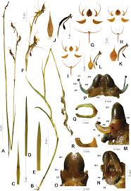 Image result for Centrostigma occultans