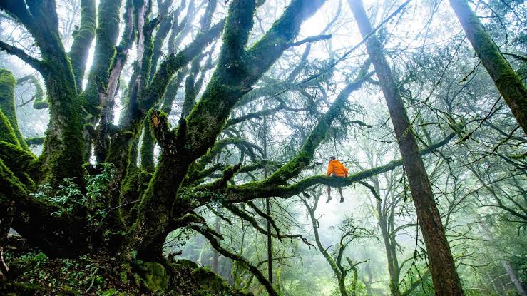 Connecting with nature restores well-being, AI generated