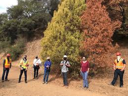 Our goal is to connect people with the best local experts. Mass Tree Death In East Bay Parks Raises Alarms Ahead Of Fire Season