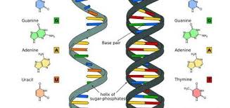 Dna And Rna Online Science Genetic Information Science