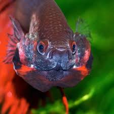 Image Result For Betta Flare Acuarios Peces