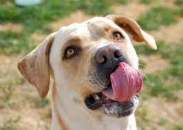 Why is my dog licking his lips so much? 9 Reasons Dogs Lick Excessively