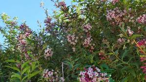 Image result for Cestrum × cultum