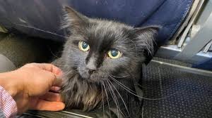 Bes Yil Once Kaybolan Kedi Evden 1931 Kilometre Uzakta Bulundu Diken