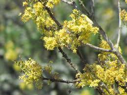 Image result for Ptaeroxylon obliquum