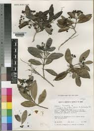 Image result for Kraussia floribunda