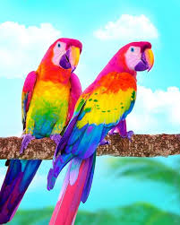 Animals The Magnificent Rainbow Makeover Edition In 2020 Colorful Animals Animals Beautiful Cute Birds