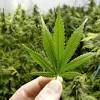 Bank of america recently gave a buy rating to canopy growth corp (nasdaq: 1