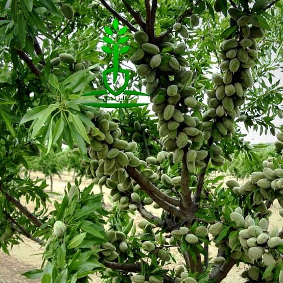 با کاشت نهال بادام میلیاردر شوید!