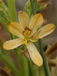 Image result for Wachendorfia