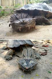 The Mata Mata Turtle Found Mostly In South America Its Shell Resembles Bark And Its Head Resembles Fallen Leaves Mak Big Animals Weird Animals Cute Reptiles