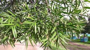 Image result for Afrocarpus