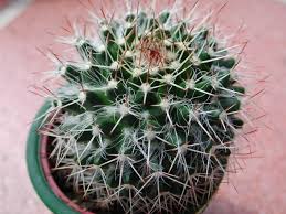 Scopri tutte le informazioni di mondo piante s.r.l. Mammillaria Karwinskiana Ssp Beiselii Photo Murielle Strauss