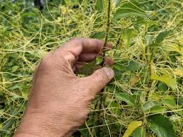 Image result for Cuscuta australis