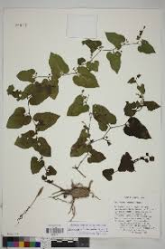 Image result for Aristolochia zenkeri