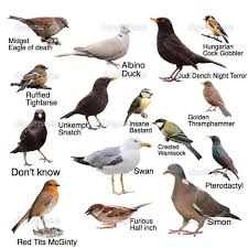 Useless Bird Identification Chart 9gag