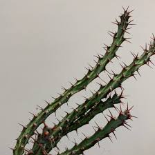 Image result for Euphorbia schinzii