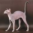 Available Peterbald Kittens For Sale & Cats For Adoption