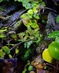 Image result for Didymoglossum erosum