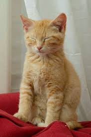 Black And Orange Tabby Kitten Tabby Kitty Orange Tabby Cats Cats And Kittens Kittens