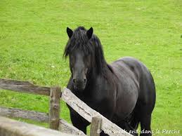 Guy Merel Cheval Percheron Chevaux Percherons Cheval Poulains