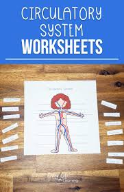 Learn about the parts of the brain for kids with this fun brain activity for kids and handy brain worksheets!children will learn about the functions of the brain for kids as part of our human body lesson.use this brain project with elementary age students in first grade, 2nd grade, 3rd grade, 4th grade, 5th grade, and 6th garde students. Circulatory System Worksheets For Kids