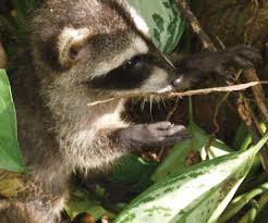 What To Do When You Find Baby Raccoons And The Mom Isn T Near News