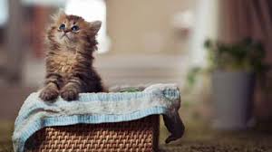 Cat aesthetic cats cute cats crazy cats pets cute animals cute creatures kittens cutest cat icon. Cat Wallpapers Cute Kitten Wallpaper Cat Cartoon Wallpaper