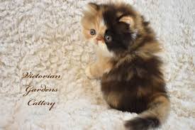 Find cats and kittens wanted, to adopt, and better than craigslist. Persian Kittens For Sale Himalayan Kittens For Sale
