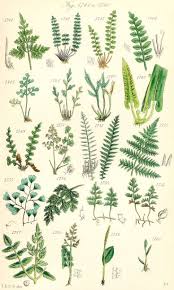 Maidenhair Fern Google Search Botanical Illustration Vintage Botanical Drawings Vintage Botanical Prints