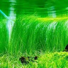 Image result for Eleocharis variegata