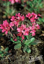 Image result for Arabis