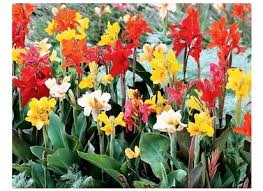 Image result for Cannaceae