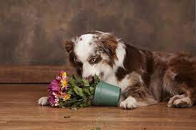 Why Does My Dog Eat Dirt American Kennel Club