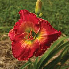 Maybe you would like to learn more about one of these? Betty Warren Woods Mountain View Daylily Nursery