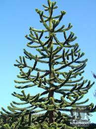 Mature monkey puzzle tree uk. Fortunate Enough To See This Beautiful Monkey Puzzle Tree On My Trips To Ireland Monkey Puzzle Tree Monkey Puzzle Trees To Plant