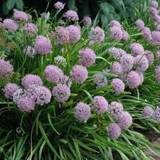 Image result for Neoschumannia cardinea